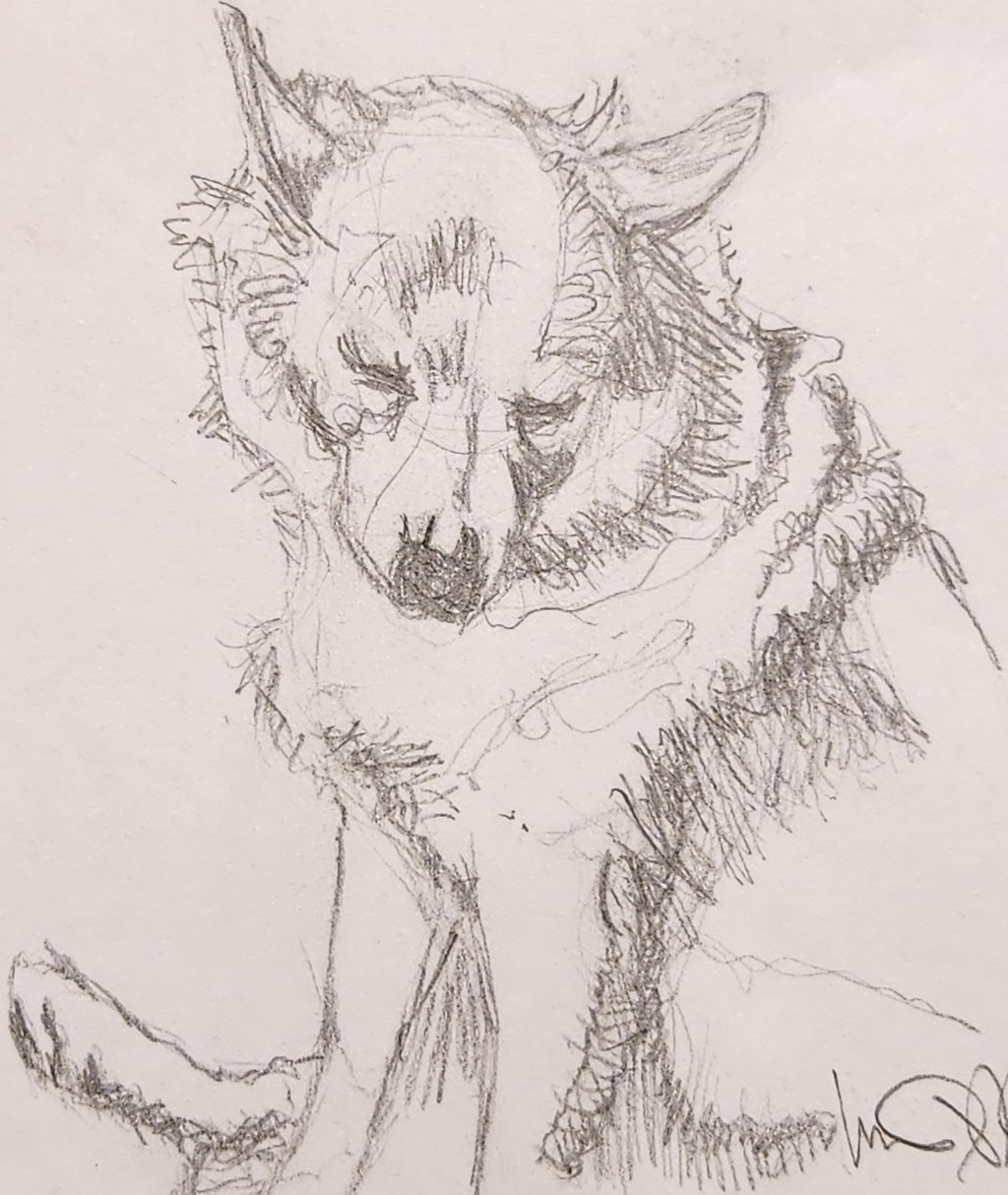 Will-Art: American Eskimo